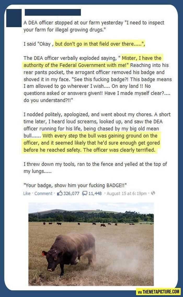 12 Funny Jokes And Short Stories Bulls