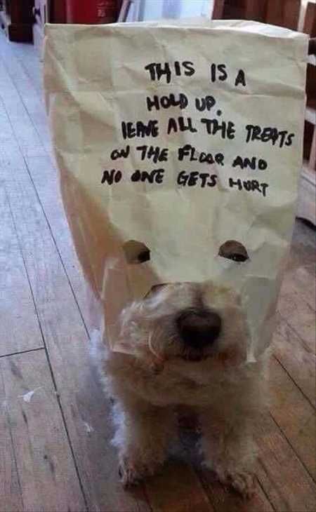 Hilarious Pictures 531
