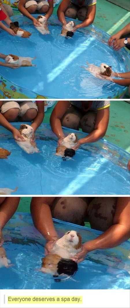 The Funniest Animal Pics Ever 602