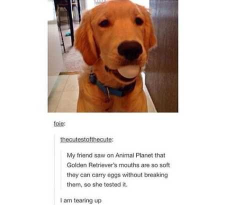 The Funniest Animal Pics Ever 604