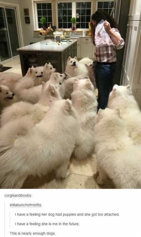 The Funniest Animal Pics Ever 608