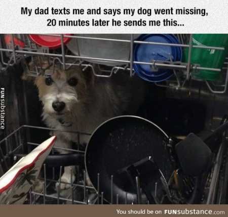 The Funniest Animal Pics Ever 609