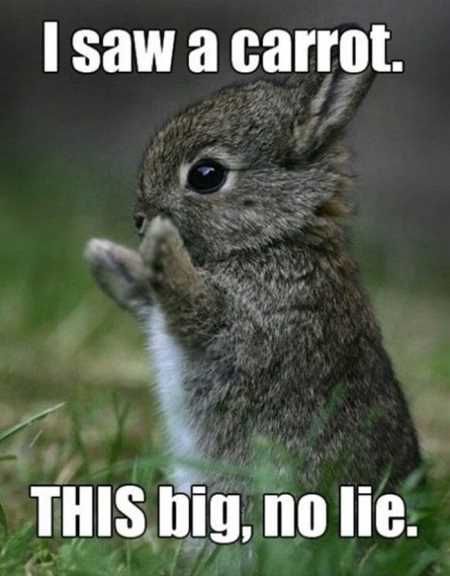 The Funniest Animal Pics Ever 610