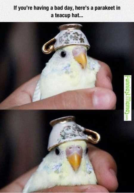 The Funniest Animal Pics Ever 611
