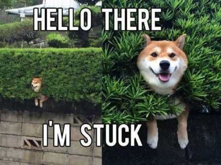 The Funniest Animal Pics Ever 612