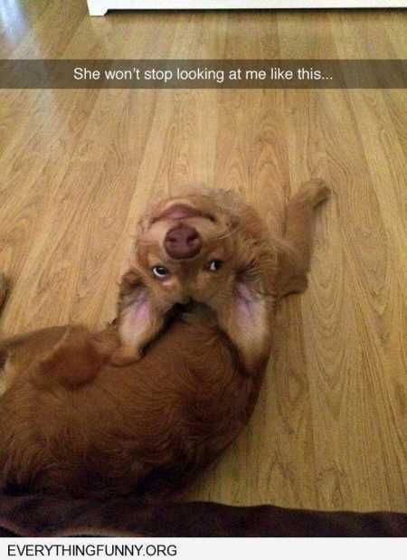 The Funniest Animal Pics Ever 614