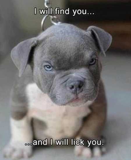 The Funniest Animal Pics Ever 616
