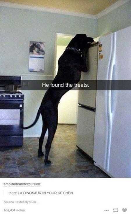 The Funniest Animal Pics Ever 618
