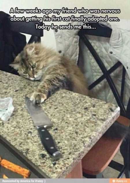 The Funniest Animal Pics Ever 623