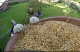 The Funniest Animal Pics Ever 624