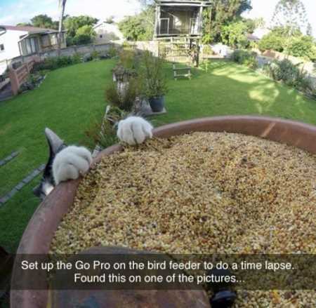 The Funniest Animal Pics Ever 624
