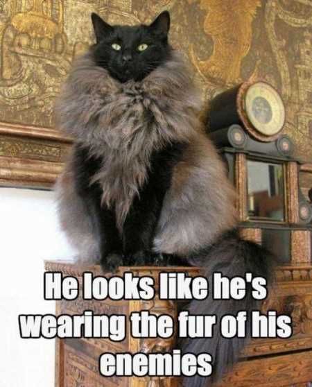 The Funniest Animal Pics Ever 625
