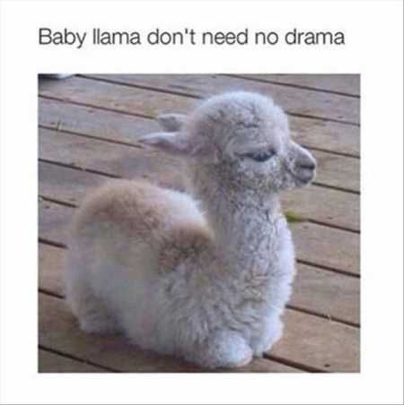 The Funniest Animal Pics Ever 627