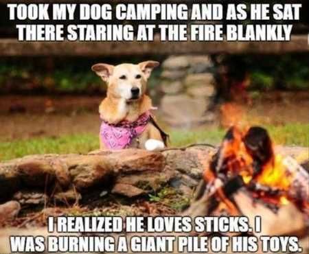 The Funniest Animal Pics Ever 628