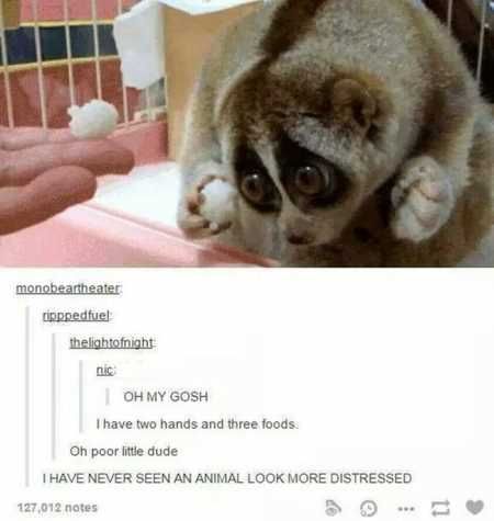 The Funniest Animal Pics Ever 629