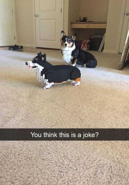 The Funniest Animal Pics Ever 630