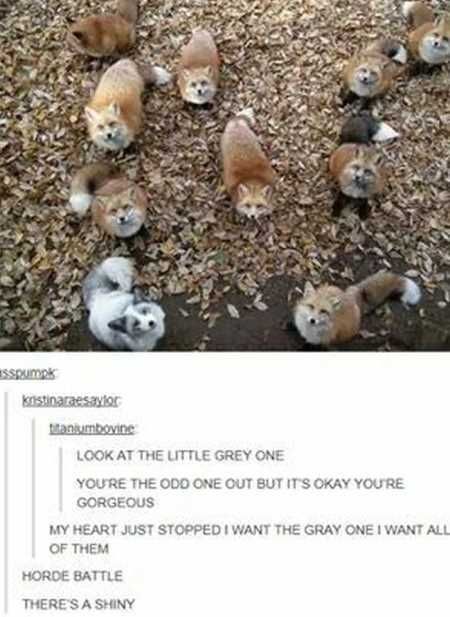 The Funniest Animal Pics Ever 632