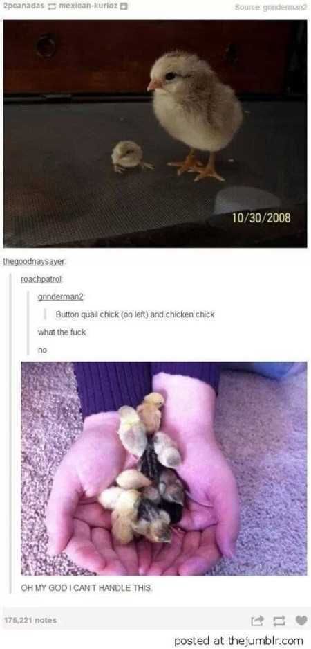 The Funniest Animal Pics Ever 633
