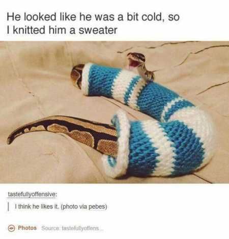 The Funniest Animal Pics Ever 634