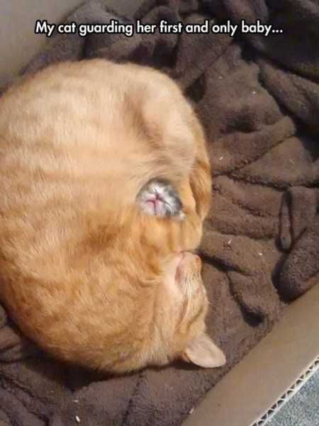 The Funniest Animal Pics Ever 635