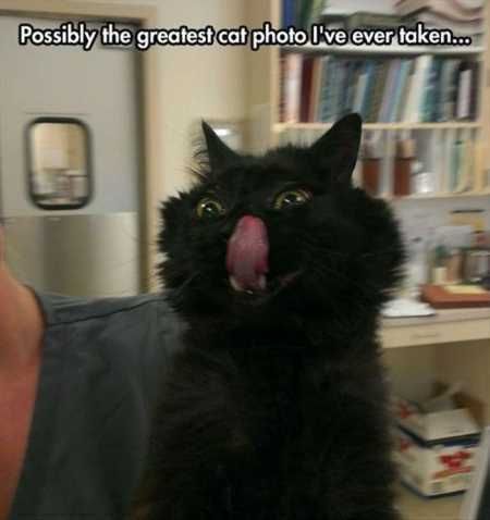 The Funniest Animal Pics Ever 636