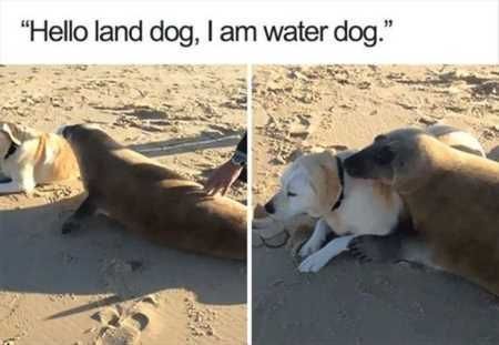The Funniest Animal Pics Ever 639