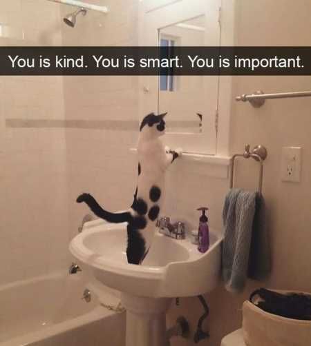 The Funniest Animal Pics Ever 640