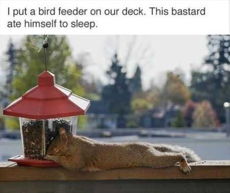 The Funniest Animal Pics Ever 641