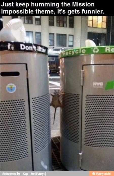 The Funniest Animal Pics Ever 642