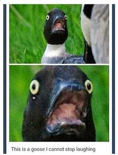 The Funniest Pics Ever 614