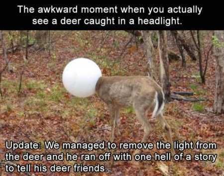 Funniest Pics Ever