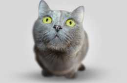 33 Most Adorable Animals Ever