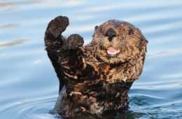 Angry Otter