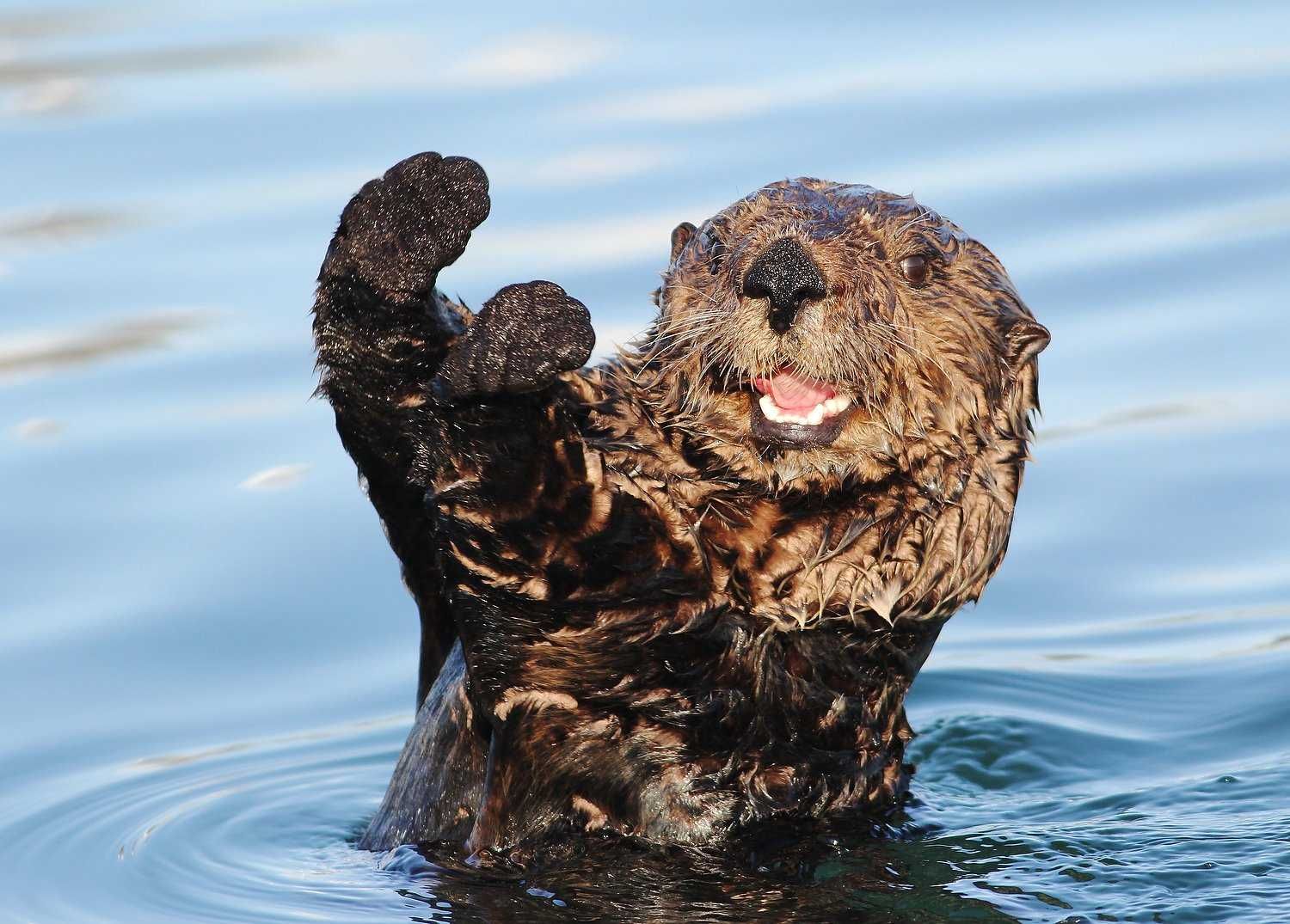 Angry Otter