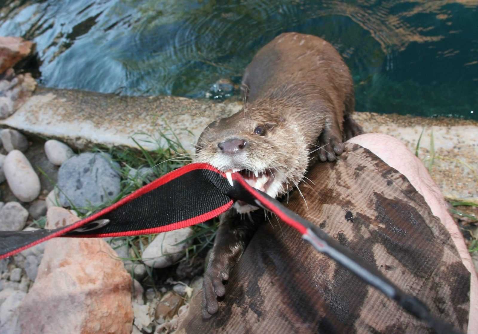 Camera Otter