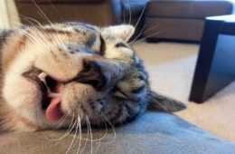 Cats Sleep