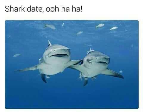 Disney Sharkdate