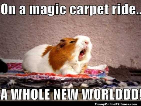 Funny Guinea