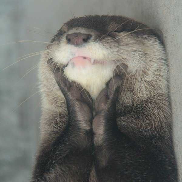 Funny Otter