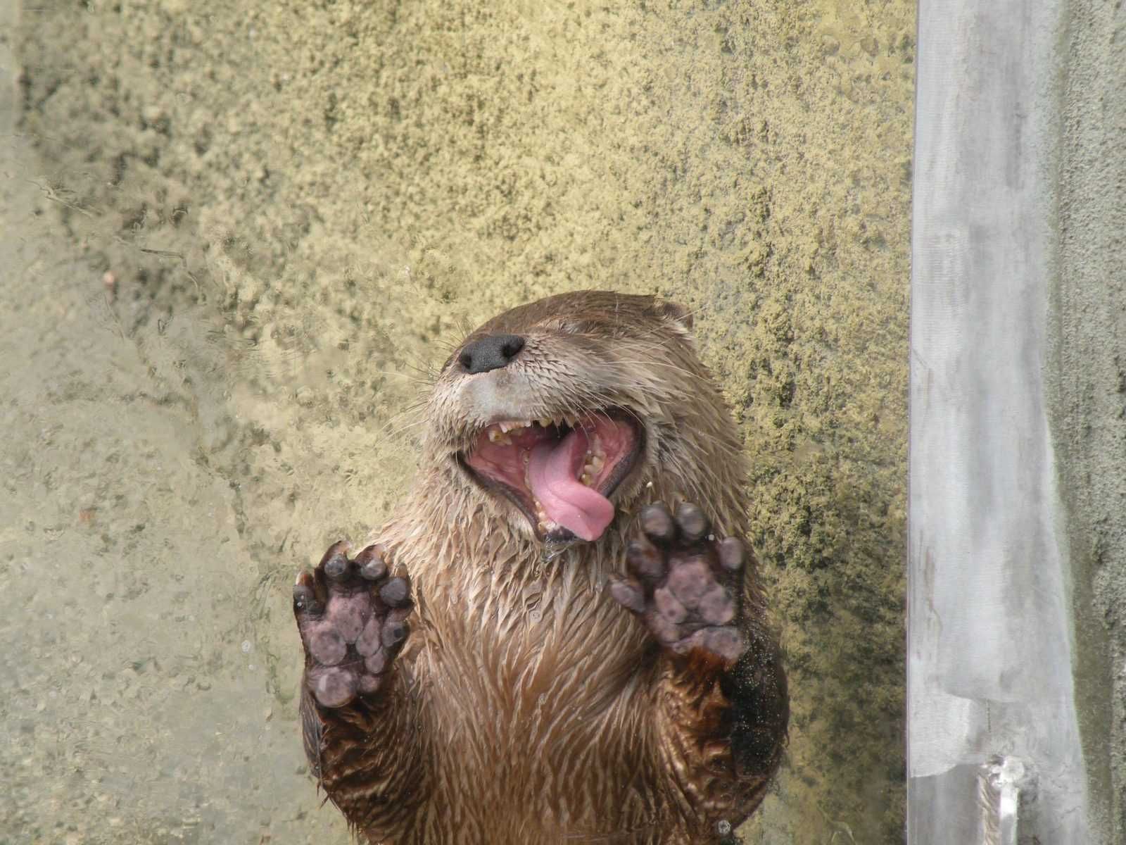 Lick Otter