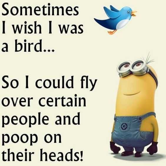 Minion Fly