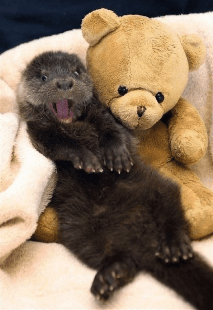 Otter Bears