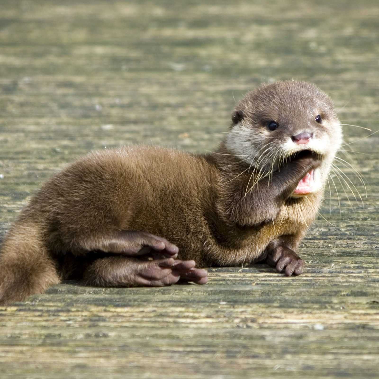 Otter Feets