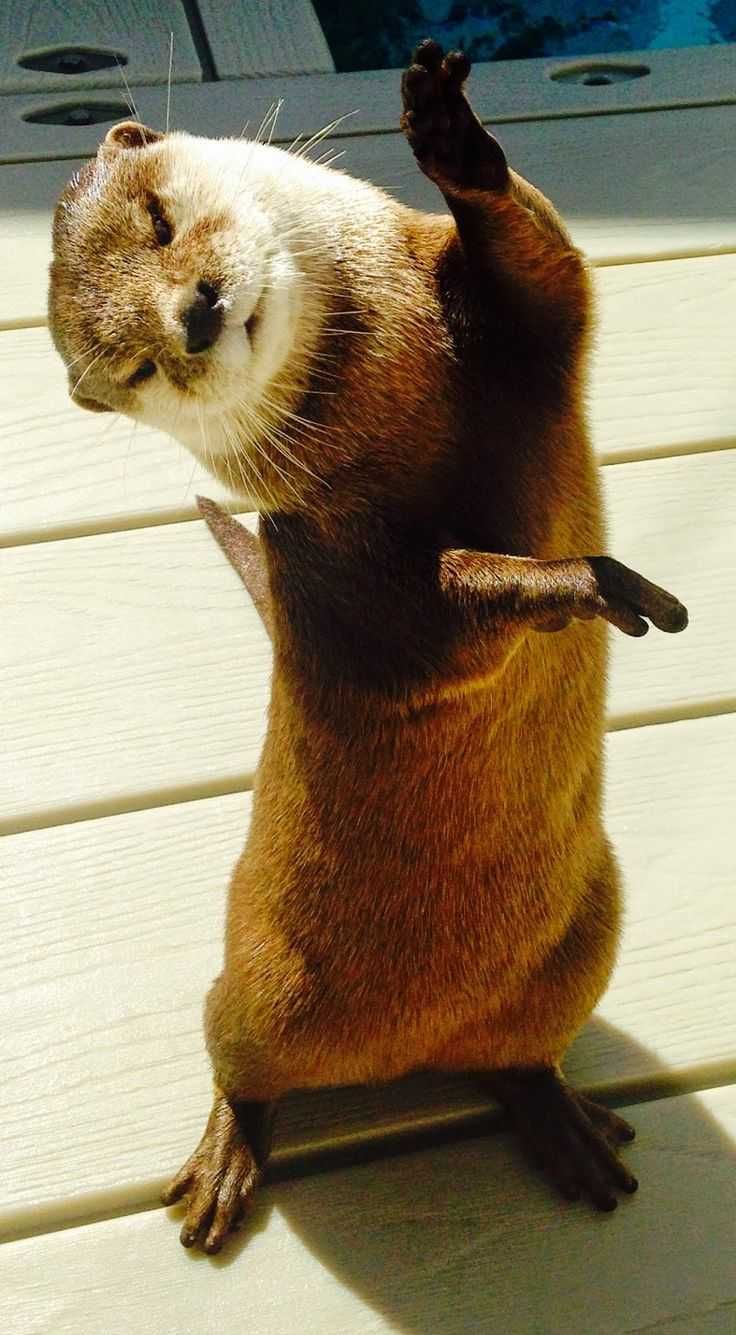 Otter Shake