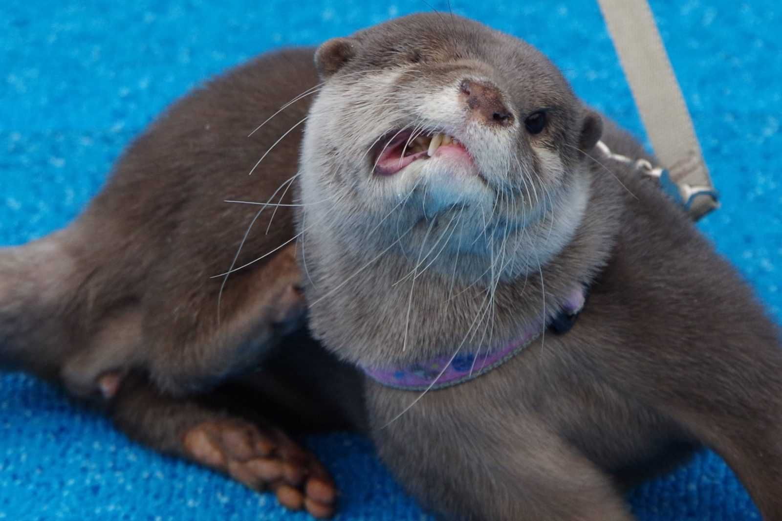 Otters Leash