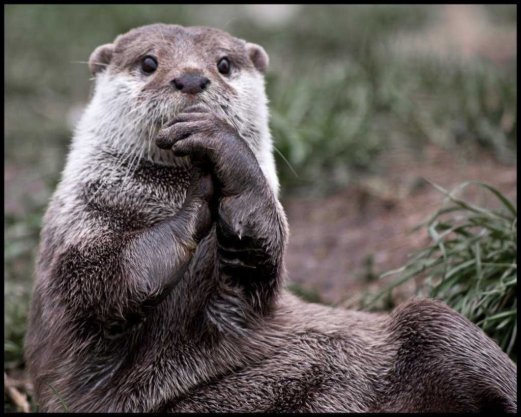 Serious Otter