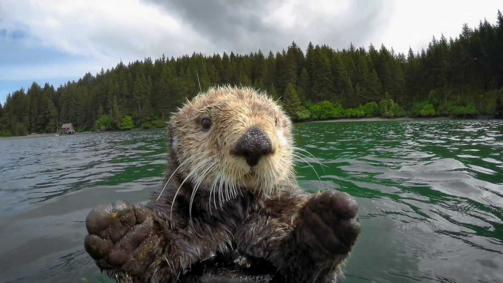 Spy Otter