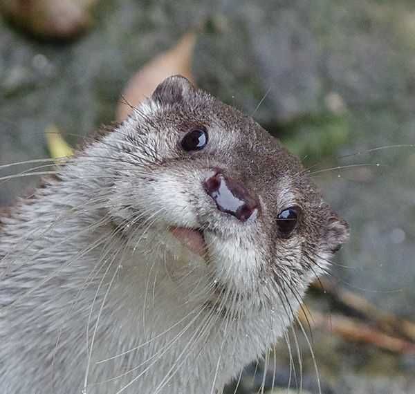 Staring Otter