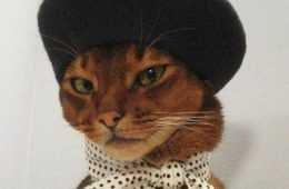 Zcat