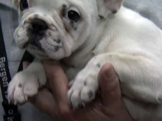 636388263781430826 Bulldog3